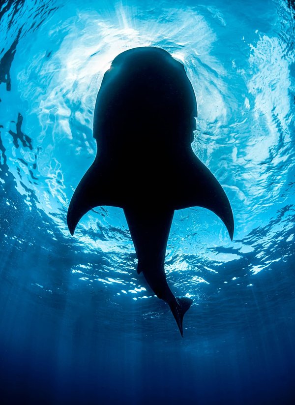 Boutique d'accessoire requin : combien coûte les claquettes à l'effigie de l'animal